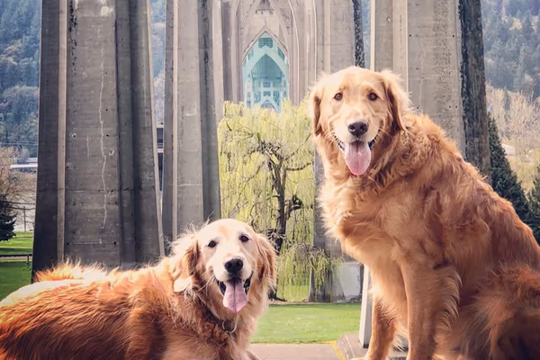 Off-Leash Dog Area at Cathedral Park
